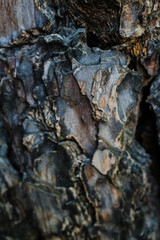 Background, texture. Bark ate, boxwood