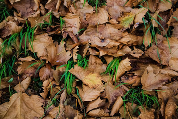 Yellow, dried leaves on green grass