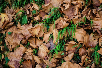 Yellow, dried leaves on green grass