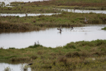 Hooded merganser taking off in Aransas National Wildlife Refuge