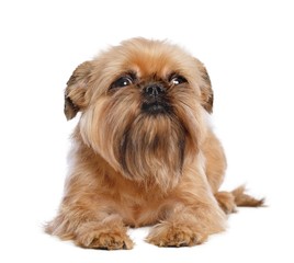 Belgian Griffon, Brussels Griffon dog on Isolated white Background in studio