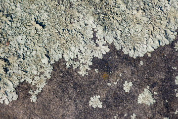 foliose lichen on stone