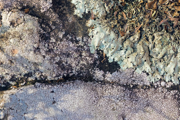 foliose and crustose lichen on stone