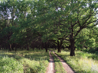 landscape with road in summer oak forest
