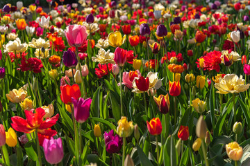Colorful different types of Tulips flower fields.