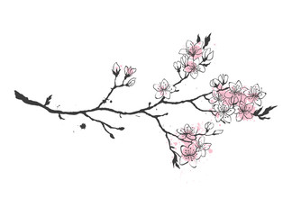 Realistic sakura japan cherry branch with blooming flowers. Hand drawn style vector illustration. © Sunny March