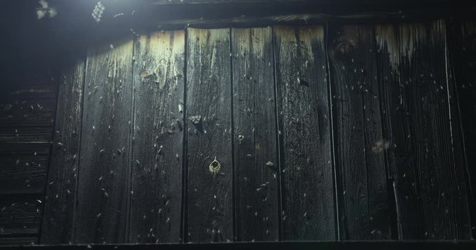 1000 mosquitoes and moths teeming with a LED spotlight