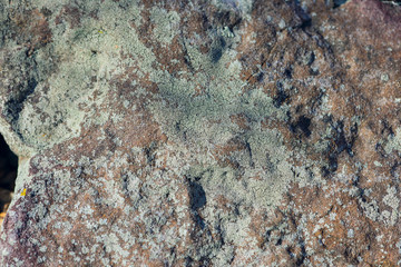 crustose lichen on stone