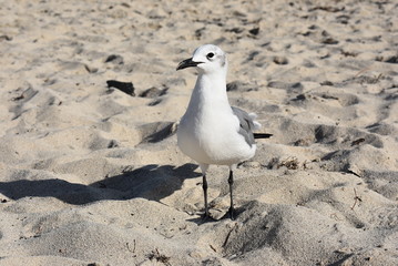 Seagull