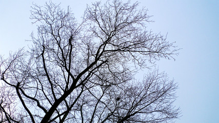 A spread of tangled leafless and bare branches from trees hibernating in winter set against the sky.