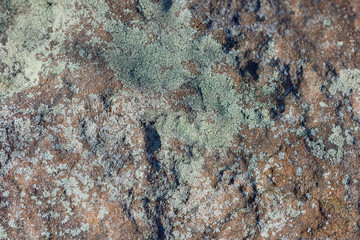 crustose lichen on stone