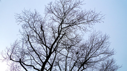A spread of tangled leafless and bare branches from trees hibernating in winter set against the sky.
