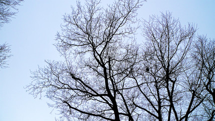 Fototapeta na wymiar A spread of tangled leafless and bare branches from trees hibernating in winter set against the sky.