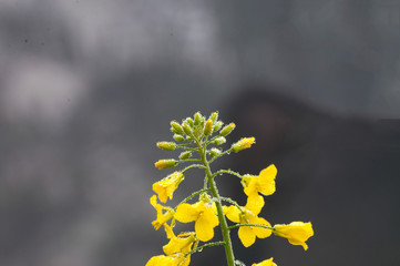 Water pearls on the mustard flower 