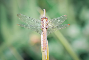 Dragonfly wing detail, macro closeup, taken from behind, brown and gold tones