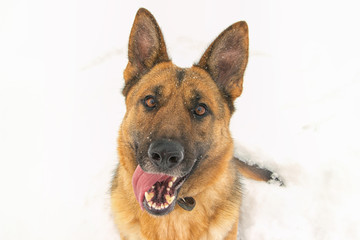 Funny smiling German East European shepherd portrait on a winter day. Copy space