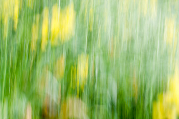 abstract background of grass