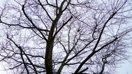 A spread of tangled leafless and bare branches from trees hibernating in winter set against the sky.