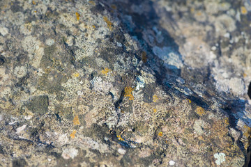 squamulose and foliose lichen on stone