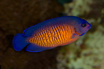 The twospined angelfish, dusky angelfish, or coral beauty (Centropyge bispinosa).