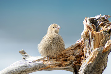 Close up of a little House Finch sitting on driftwood, waiting for food.