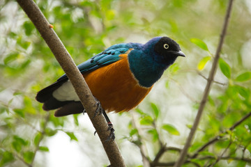 Superb glossy-starling (Lamprospreo superbus).