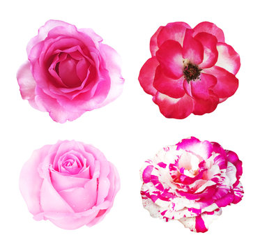 Collection of pink rose isolated on white background, soft focus