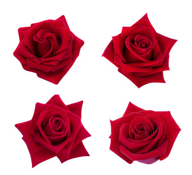 Collection of red rose isolated on white background, soft focus