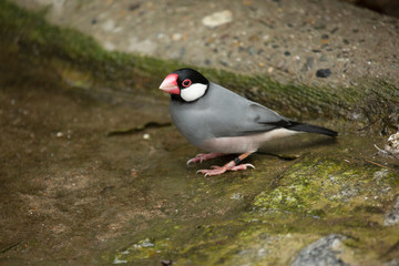  Java sparrow (Lonchura oryzivora).