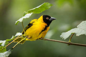 Obraz premium Village Weaver (Textor cucullatus).