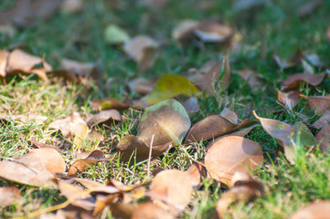 Autumn leaves in the grass 