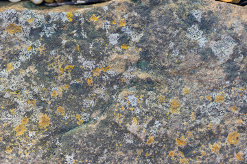 squamulose lichen on stone