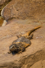 Common Chuckwalla (Sauromalus ater).