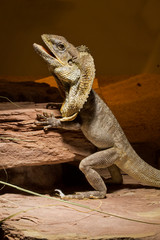 Frilled-neck lizard (Chlamydosaurus kingii ).