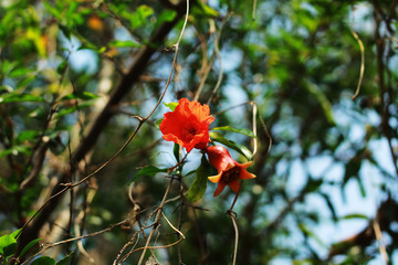 Pomegranate  flower