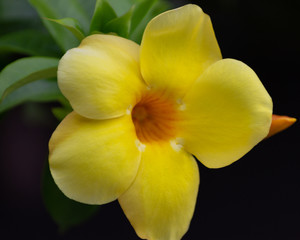 yellow orchid