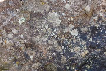 lichen on rock