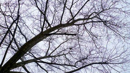 A spread of tangled leafless and bare branches from trees hibernating in winter set against the sky.