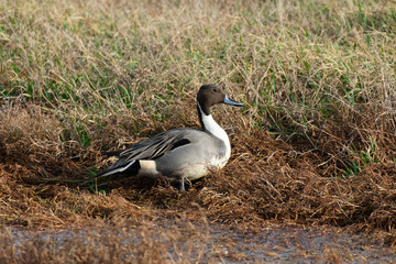Northern Pintail Duck in Grass