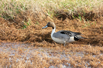 Northern Pintail Duck in Grass
