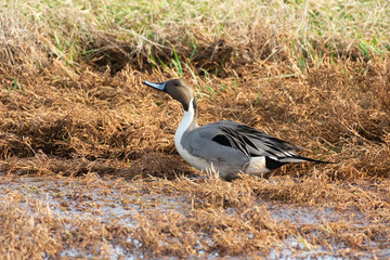 Northern Pintail Duck in Grass