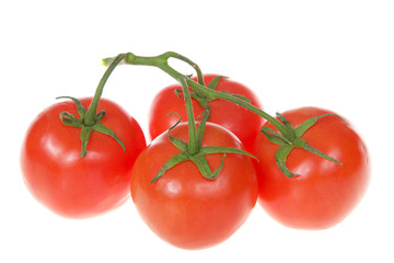 Bunch of ripe tomatoes on the vine isolated on white.