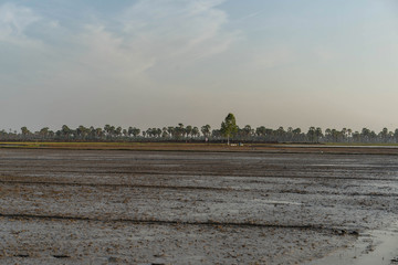 Fototapeta na wymiar Prepare the soil Field palm tree in Phetchaburi Thailand