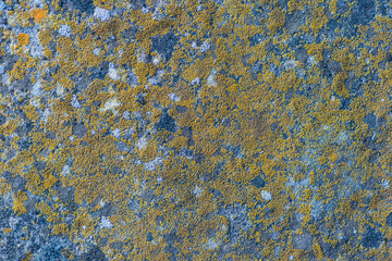 squamulose lichen on stone