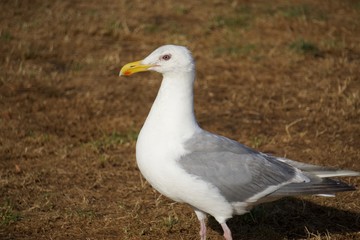 Seagull