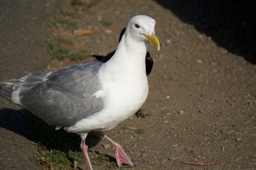 Seagull