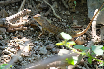 Chameleon stand holding on floor in the garden