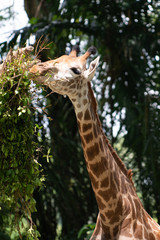 giraffe in zoo