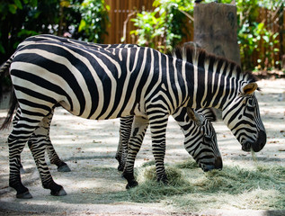 Photo of a pair of Zebras feeding on leaves 