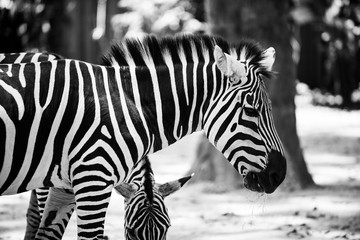 Fototapeta na wymiar Photo of a pair of Zebras feeding on leaves (in black and white)